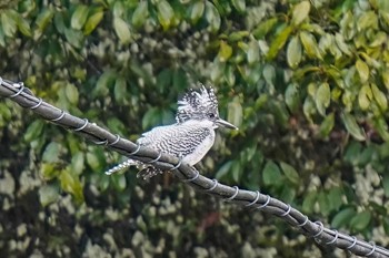 Crested Kingfisher 矢作川中流(愛知県 豊田市) Fri, 3/29/2024