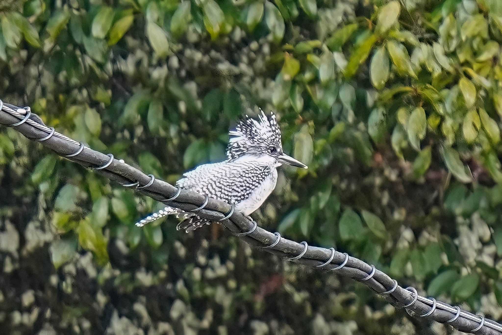 Photo of Crested Kingfisher at 矢作川中流(愛知県 豊田市) by porco nero