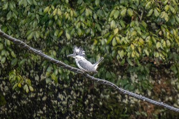 Crested Kingfisher 矢作川中流(愛知県 豊田市) Fri, 3/29/2024