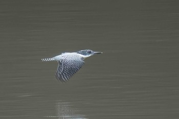 Crested Kingfisher 矢作川中流(愛知県 豊田市) Fri, 3/29/2024