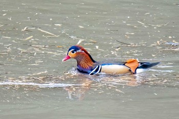 Mandarin Duck 矢作川中流(愛知県 豊田市) Fri, 3/29/2024