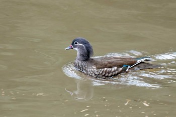 Mandarin Duck 矢作川中流(愛知県 豊田市) Fri, 3/29/2024