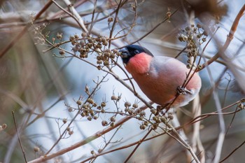 Eurasian Bullfinch Hayatogawa Forest Road Wed, 3/27/2024