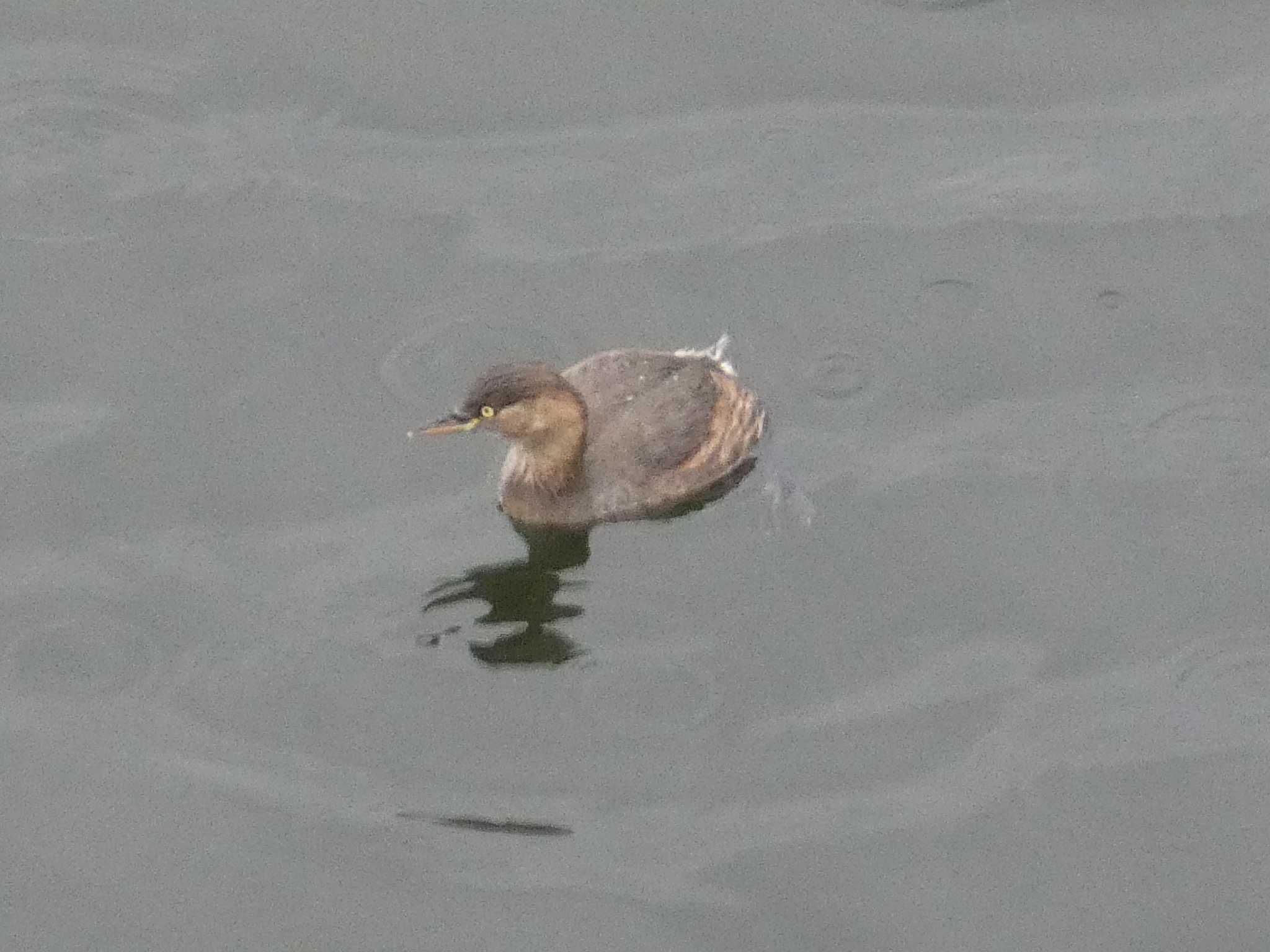 カイツブリ