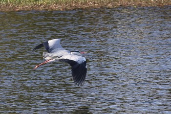 Grey Heron 江津湖 Fri, 3/29/2024