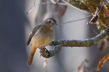 ジョウビタキ 高崎自然の森 2024年3月20日(水)