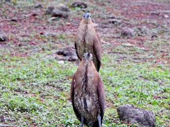 ズグロミゾゴイ 康樂公園 2024年3月8日(金)