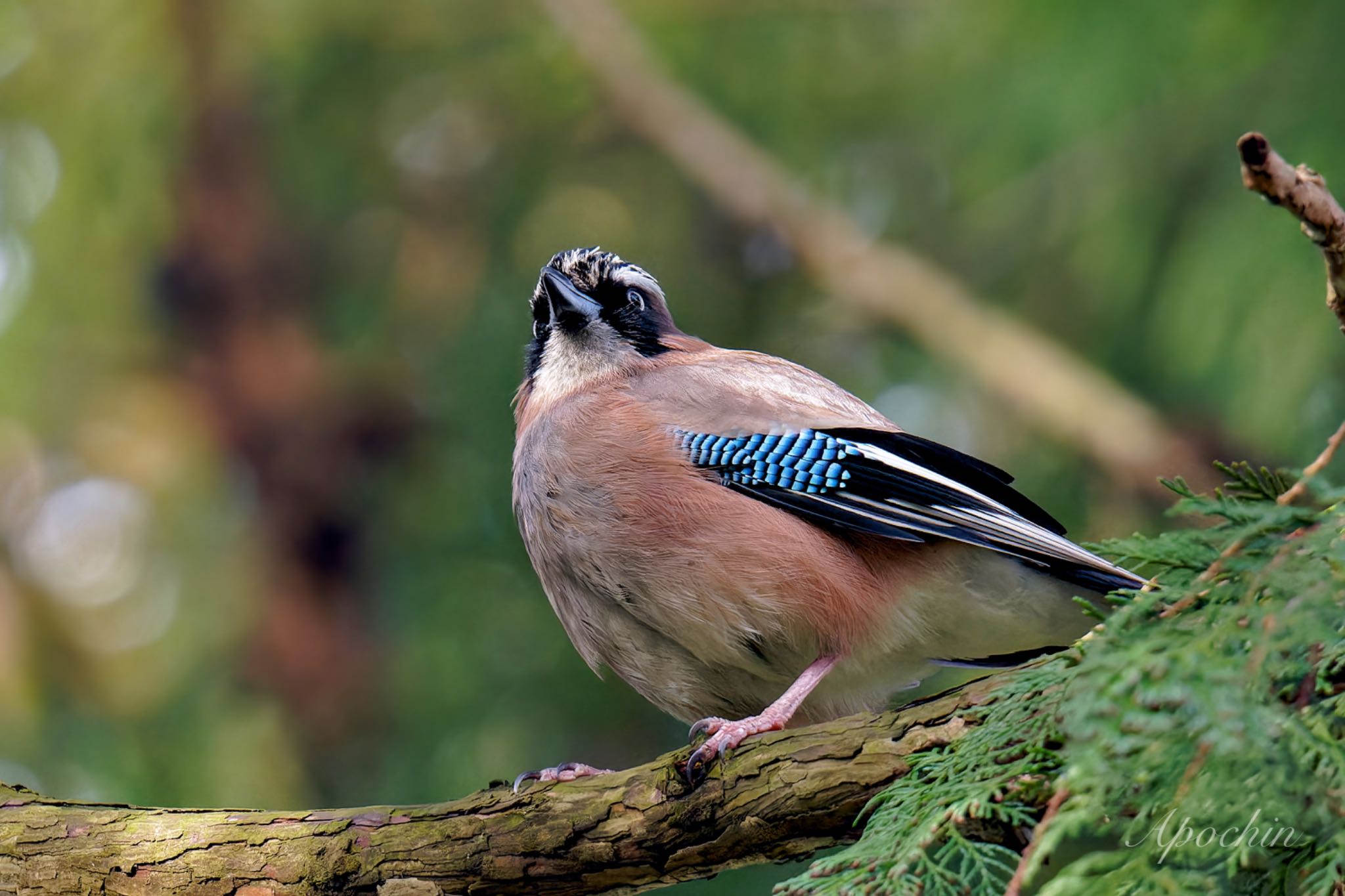 Eurasian Jay