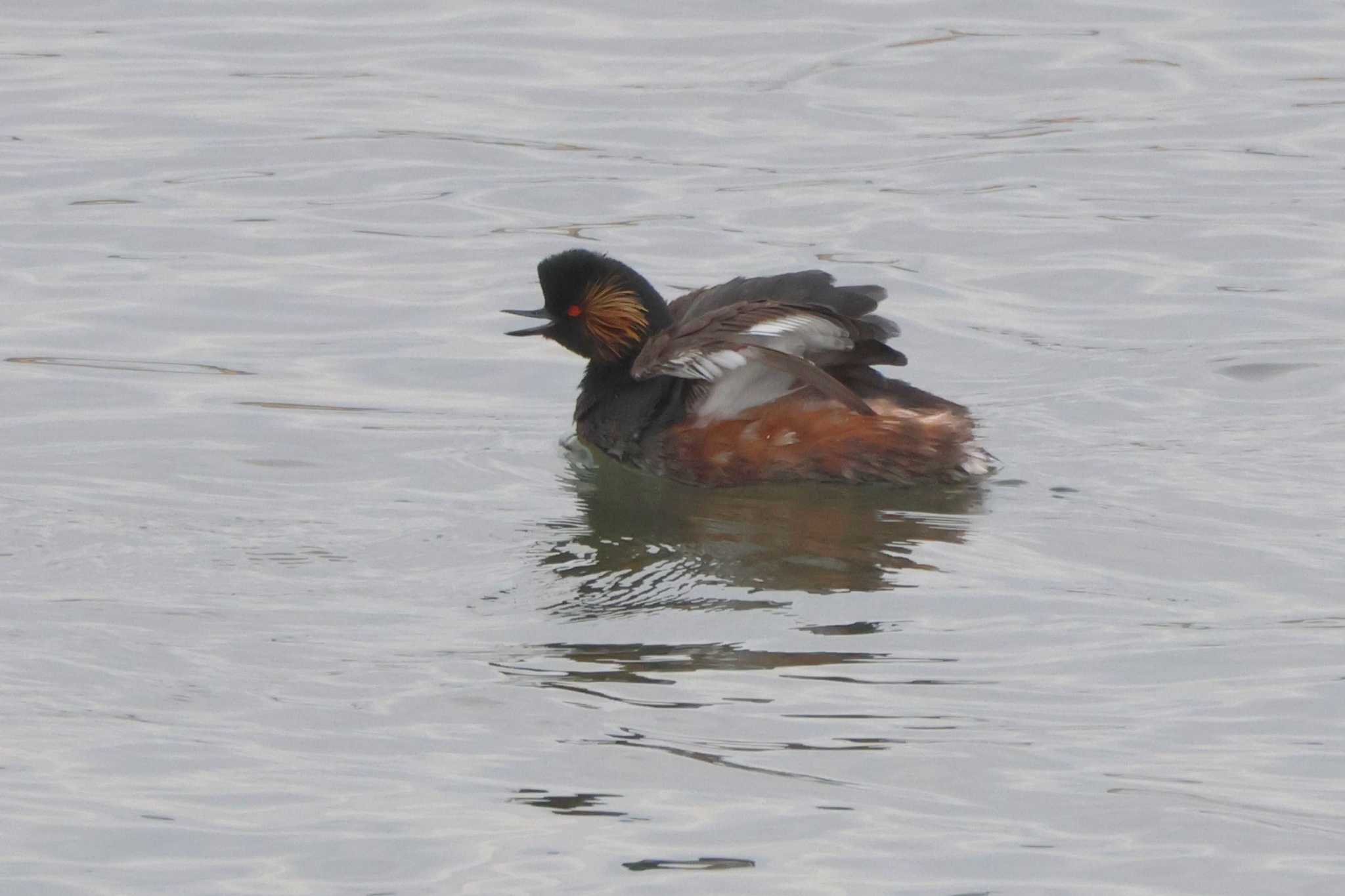 Black-necked Grebe