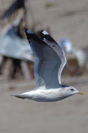 Common Gull Unknown Spots Wed, 3/27/2024