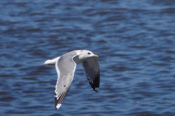 Common Gull Unknown Spots Wed, 3/27/2024