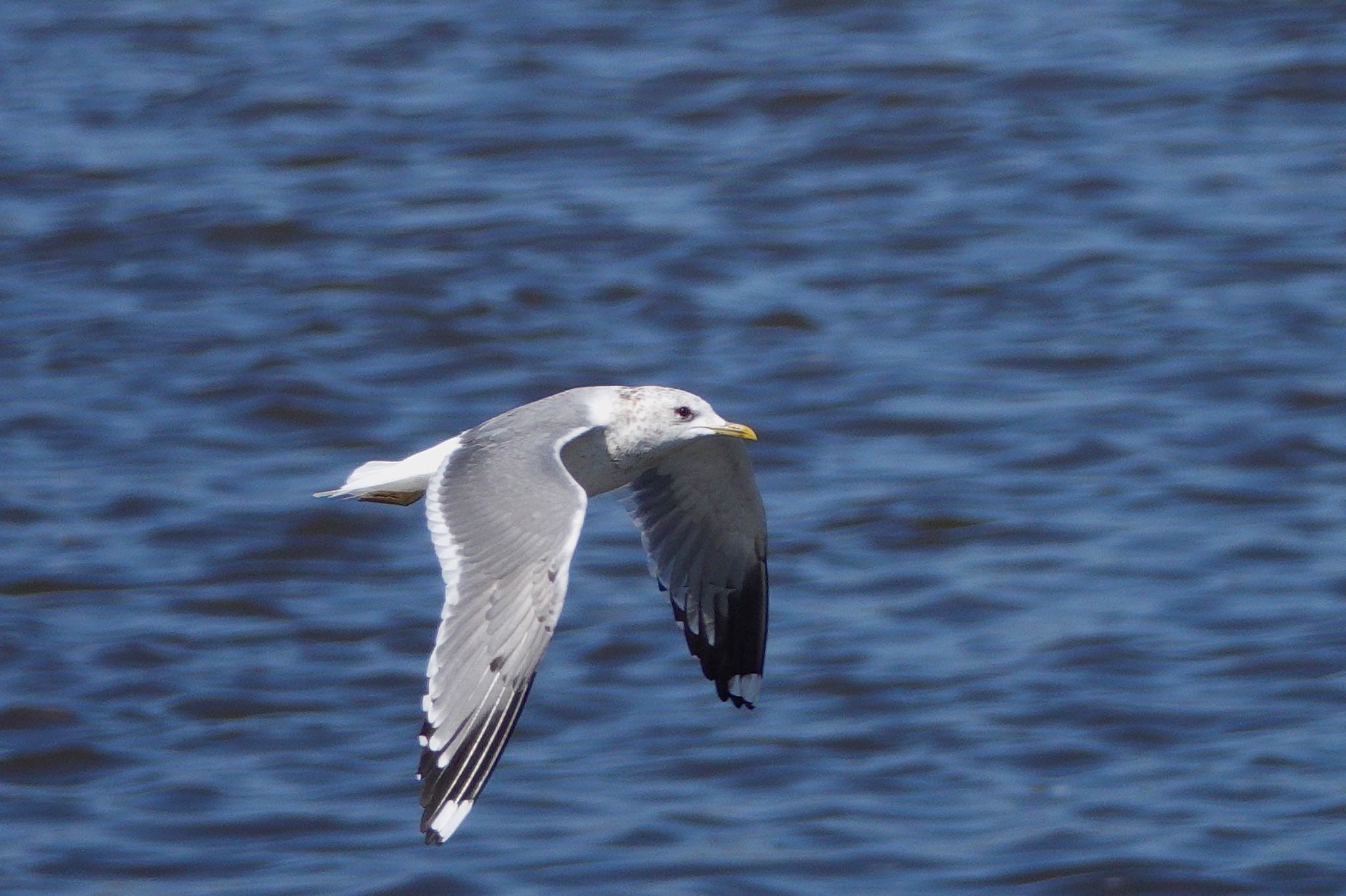 Photo of Common Gull at  by のどか