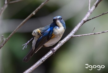 Red-flanked Bluetail 茨城県 Fri, 3/22/2024