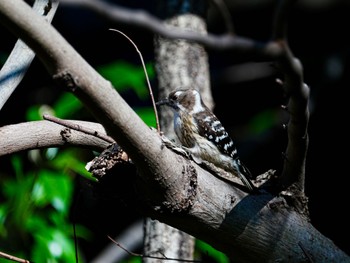 Japanese Pygmy Woodpecker 大堀川水辺公園 Fri, 3/29/2024