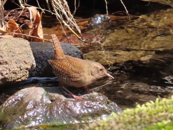 Eurasian Wren 宮城県 Mon, 3/25/2024