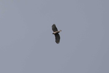 Mountain Hawk-Eagle 滋賀県米原市 Fri, 3/29/2024