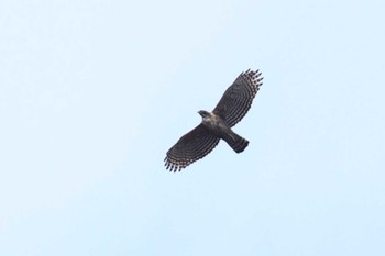 Mountain Hawk-Eagle 滋賀県米原市 Fri, 3/29/2024