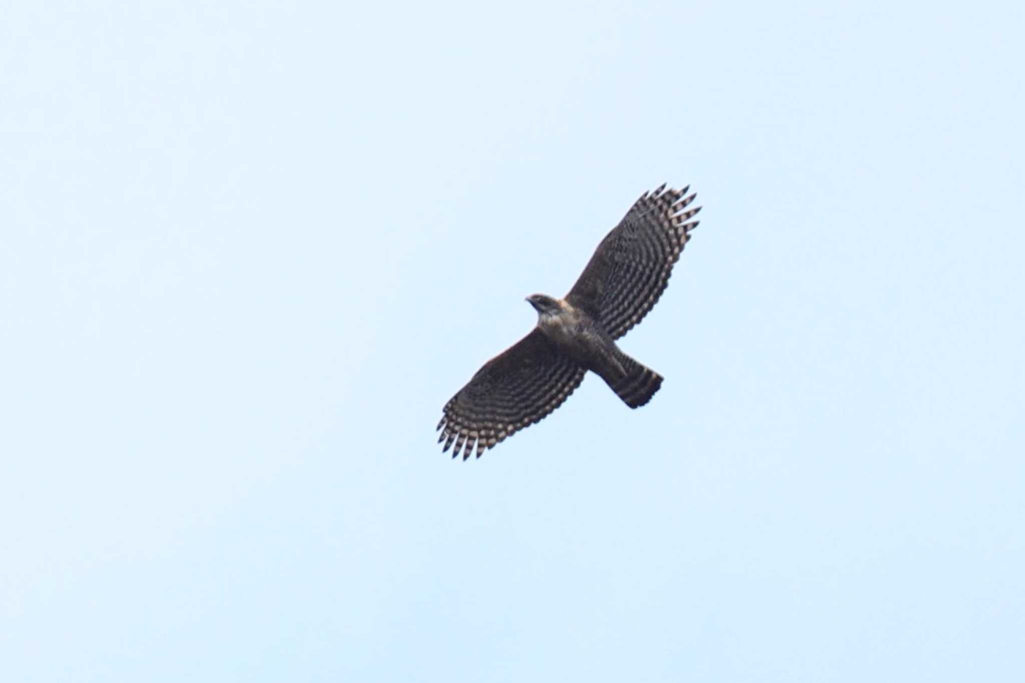 Photo of Mountain Hawk-Eagle at 滋賀県米原市 by トビトチヌ