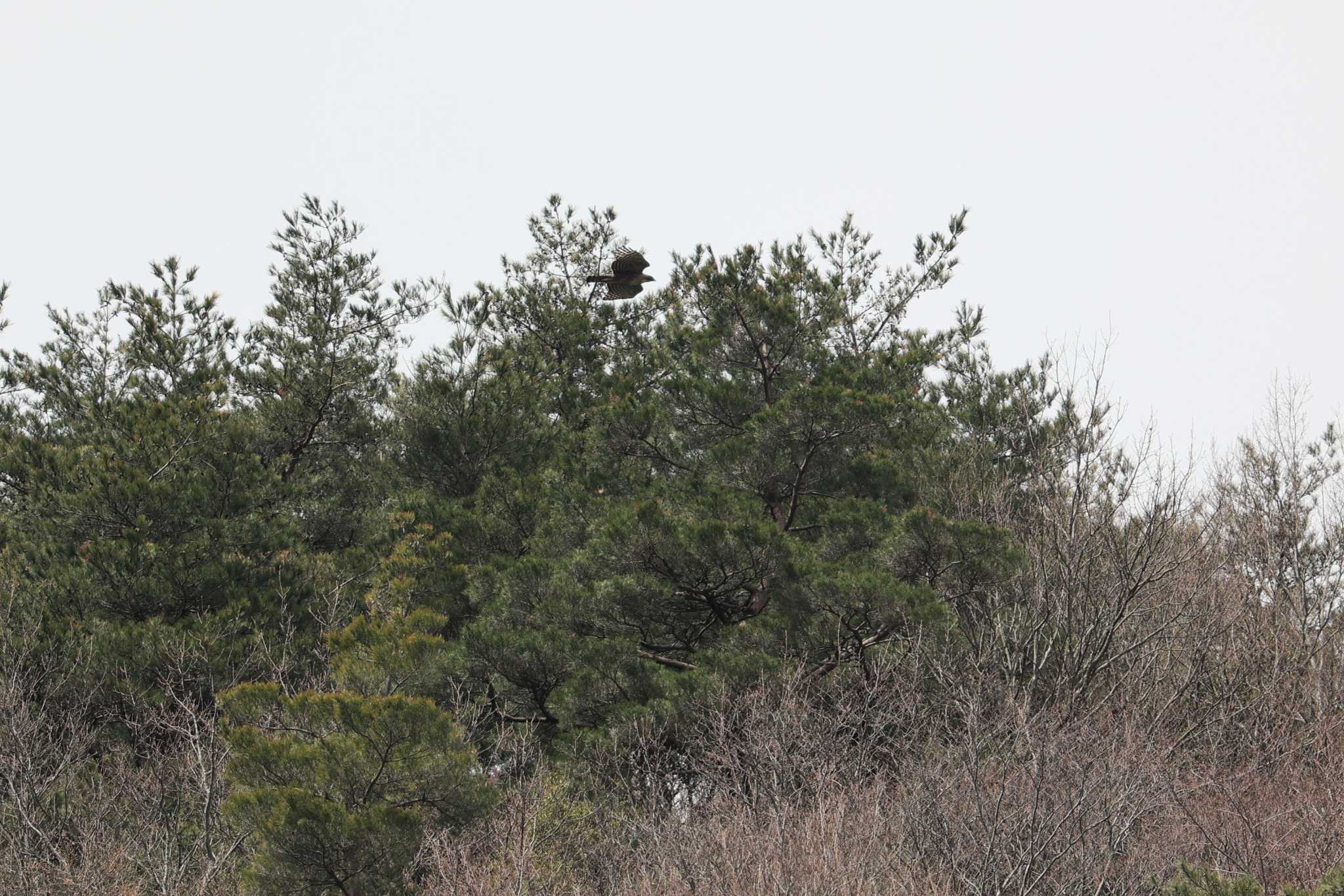 Photo of Mountain Hawk-Eagle at 滋賀県米原市 by トビトチヌ