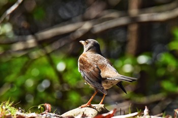 Pale Thrush 姫路市自然観察の森 Fri, 3/29/2024