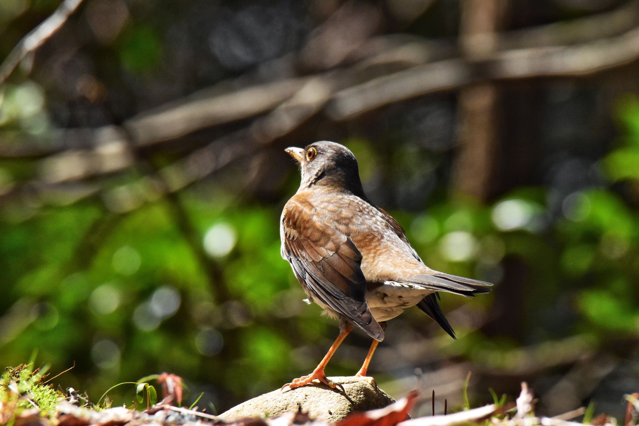 Photo of Pale Thrush at 姫路市自然観察の森 by ningenrimokon