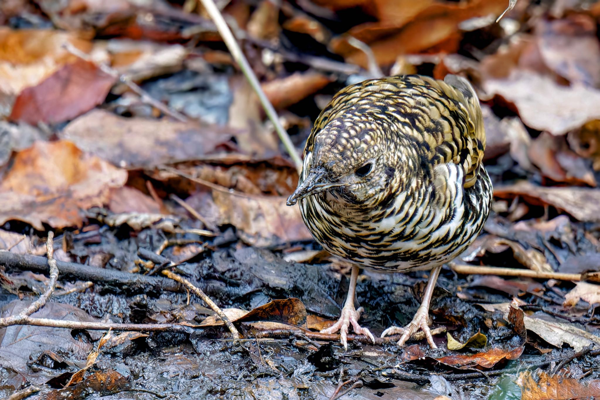 White's Thrush