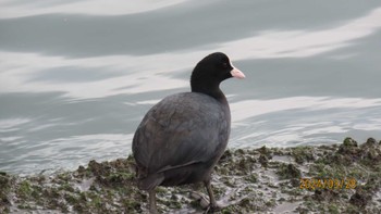 Eurasian Coot 東京湾 Thu, 3/28/2024