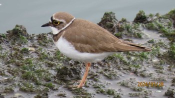 Little Ringed Plover 東京湾 Thu, 3/28/2024