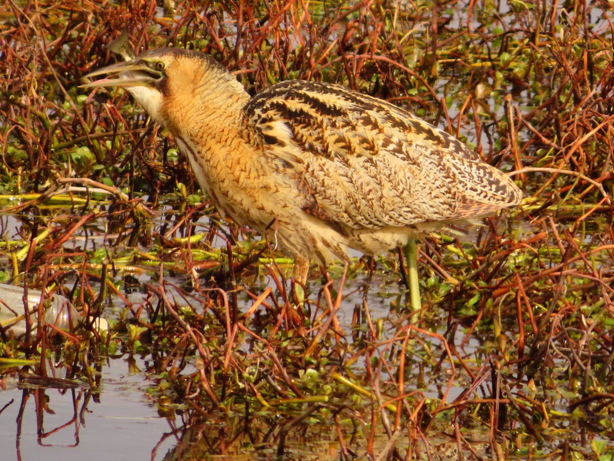 Photo of Eurasian Bittern at 伊庭内湖 by ゆ