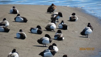 Greater Scaup Kasai Rinkai Park Wed, 3/27/2024