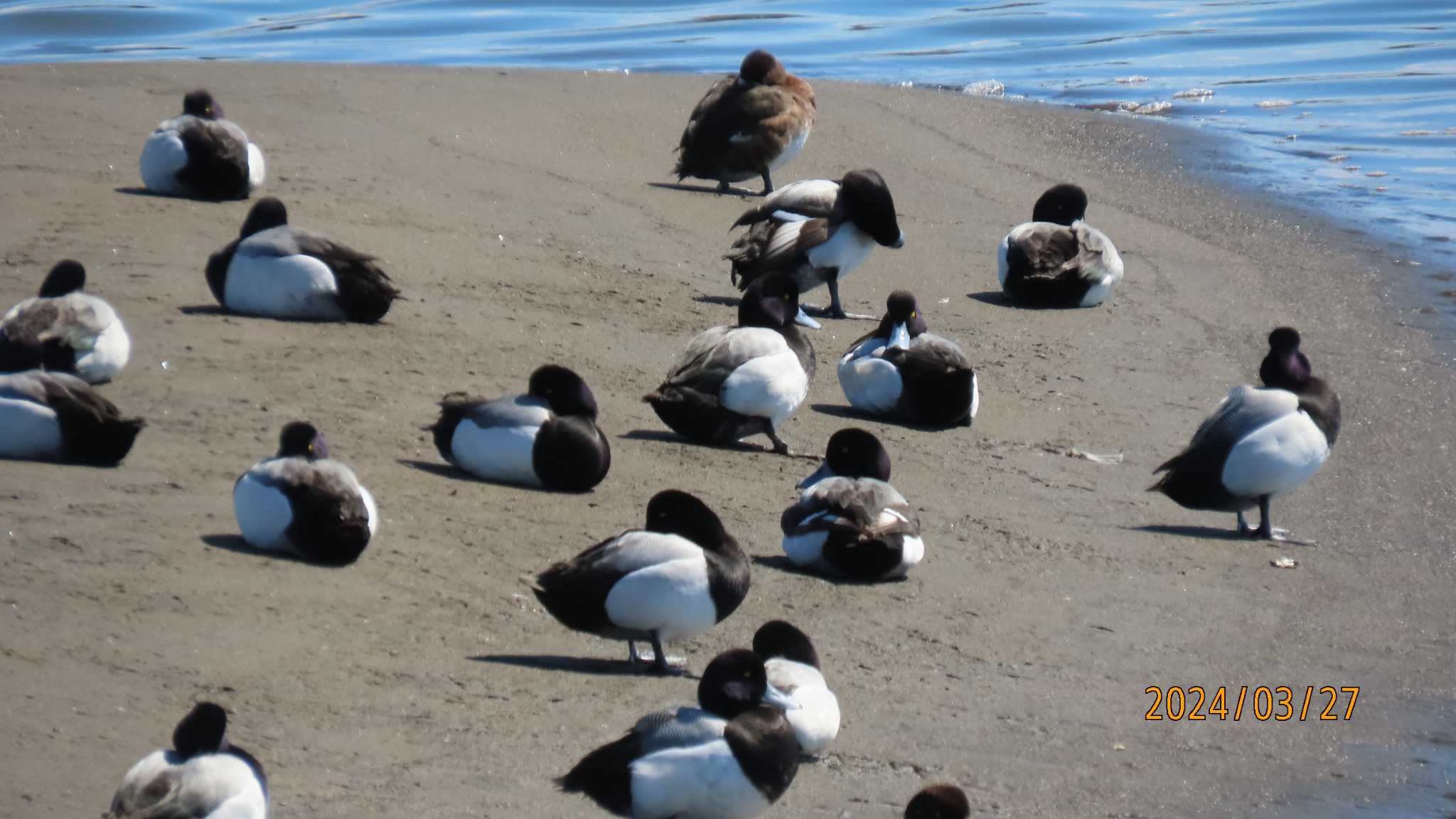 葛西臨海公園 スズガモの写真