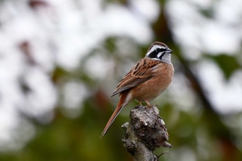 Meadow Bunting 旭公園 Thu, 3/28/2024