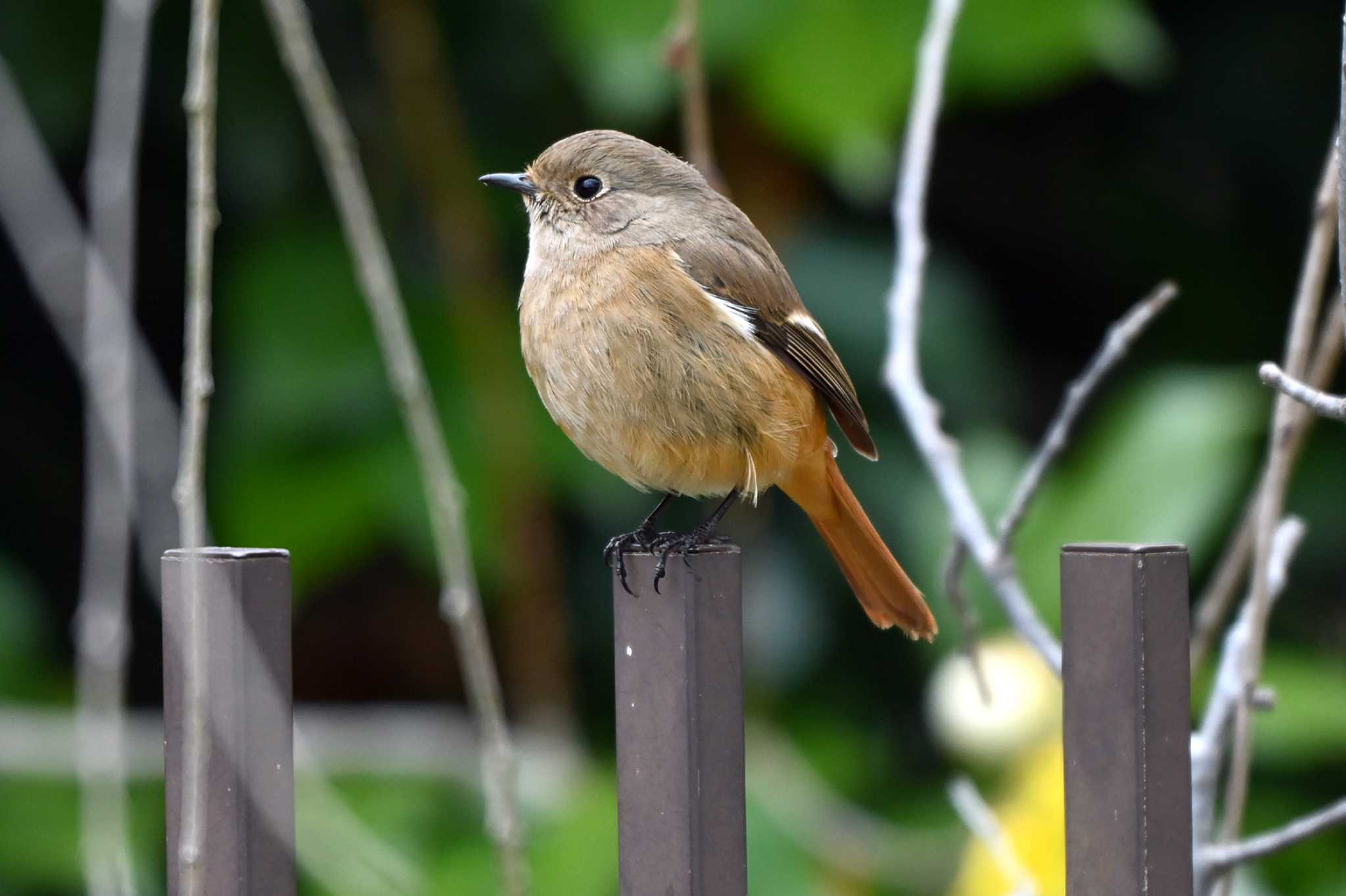 Photo of Daurian Redstart at 旭公園 by ポッちゃんのパパ
