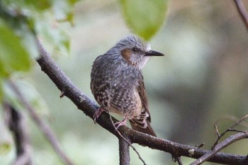 Brown-eared Bulbul 奈良　馬見丘陵公園 Sun, 3/24/2024