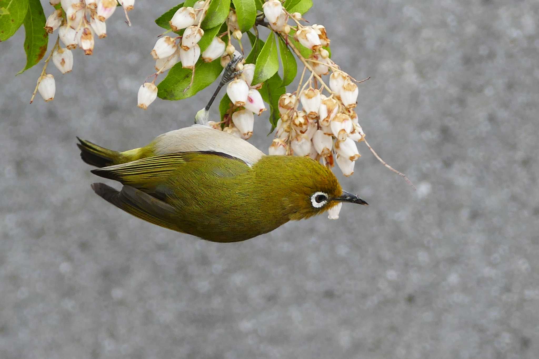 Photo of Warbling White-eye at 東京都 by アカウント5509