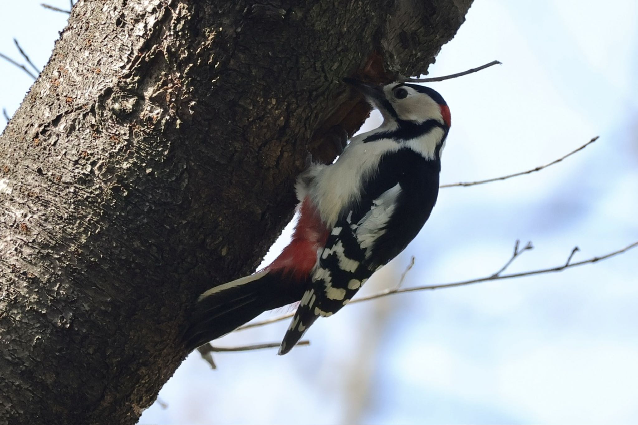 Great Spotted Woodpecker