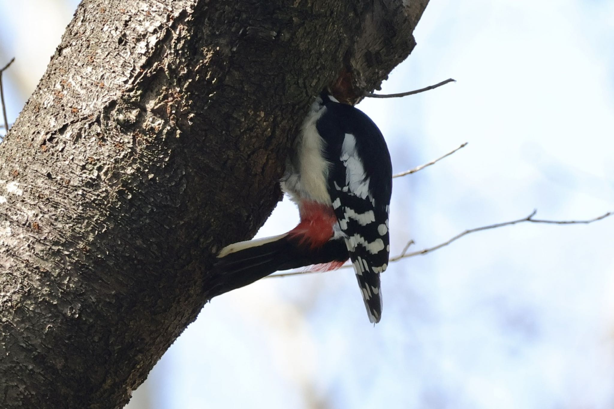 Great Spotted Woodpecker