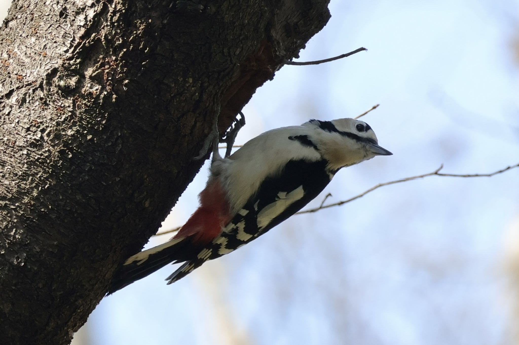 Great Spotted Woodpecker