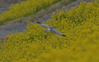 ハイイロチュウヒ 場所が不明 2024年3月28日(木)