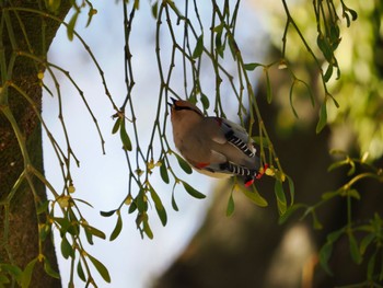 Japanese Waxwing 大室公園 Sun, 3/10/2024