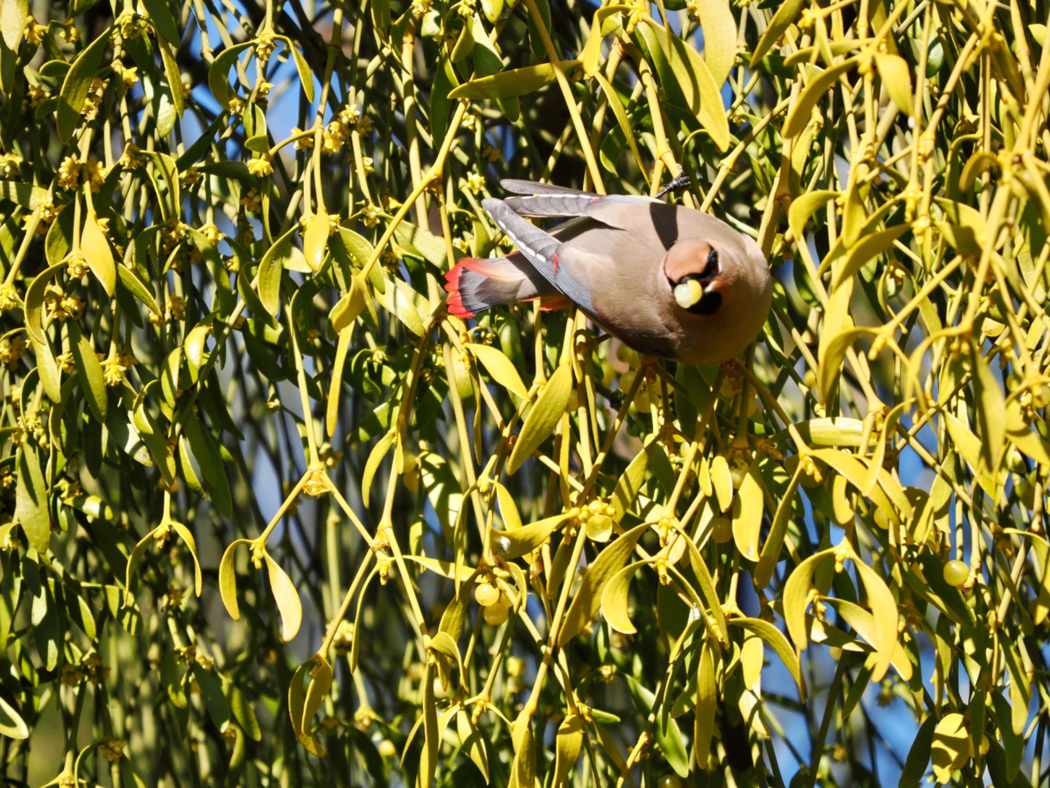 Photo of Japanese Waxwing at 大室公園 by 孝一