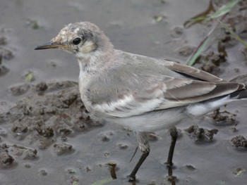 White Wagtail(alba) 横浜市緑区新治町 Mon, 6/26/2023