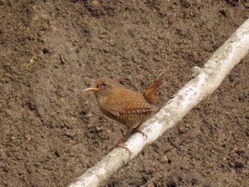 Eurasian Wren 宮城県 Mon, 3/25/2024