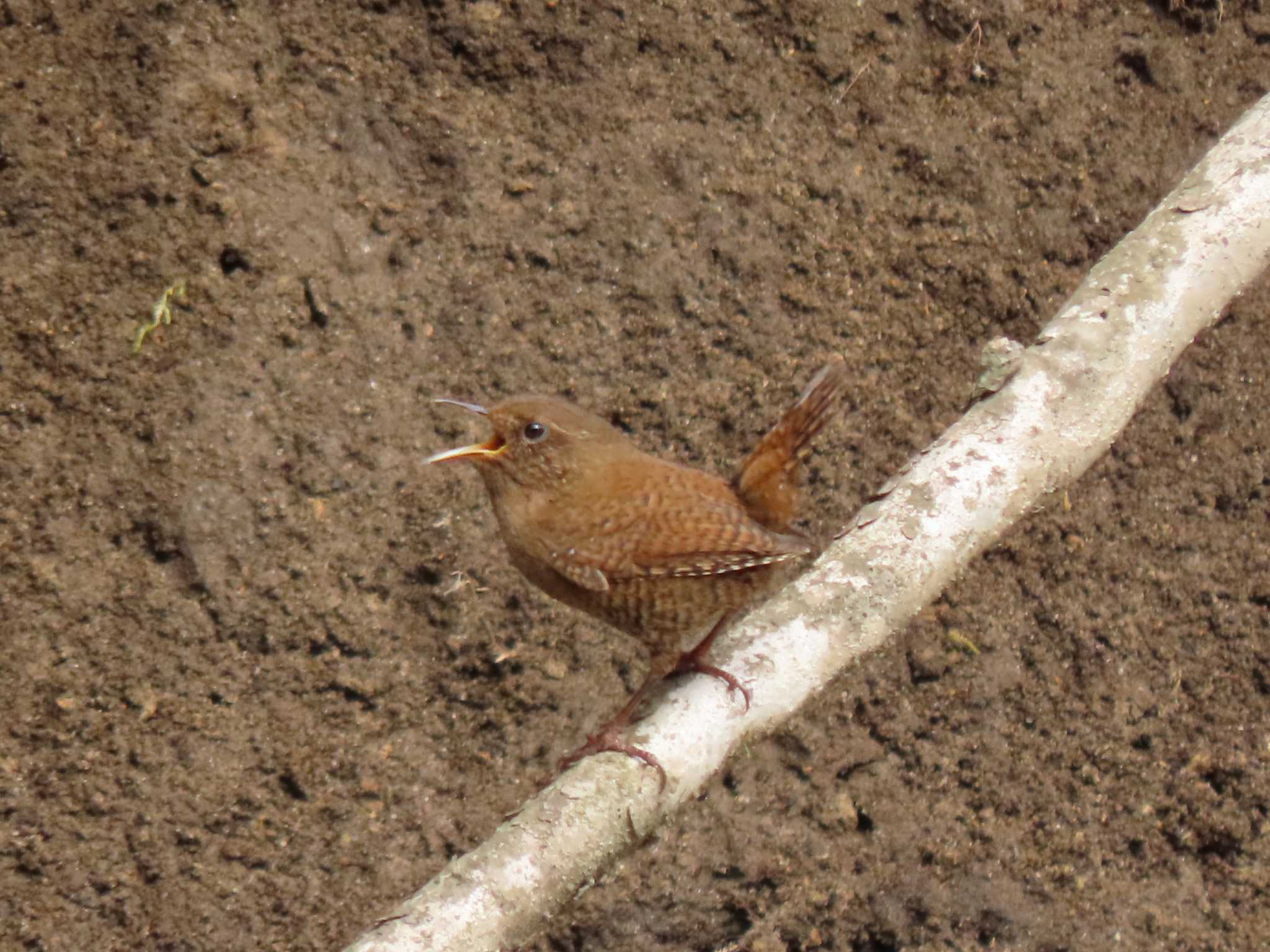 Eurasian Wren