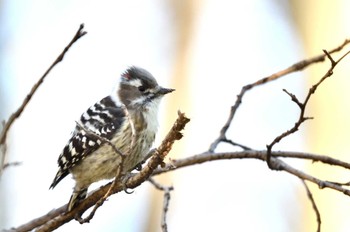 Japanese Pygmy Woodpecker さいたま市 Mon, 1/8/2024