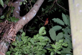 Ruddy Kingfisher(bangsi) Unknown Spots Fri, 3/29/2024