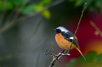 Daurian Redstart 旭公園 Thu, 3/28/2024