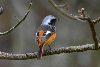 Daurian Redstart 旭公園 Thu, 3/28/2024