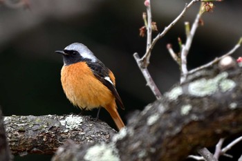 Daurian Redstart 旭公園 Thu, 3/28/2024