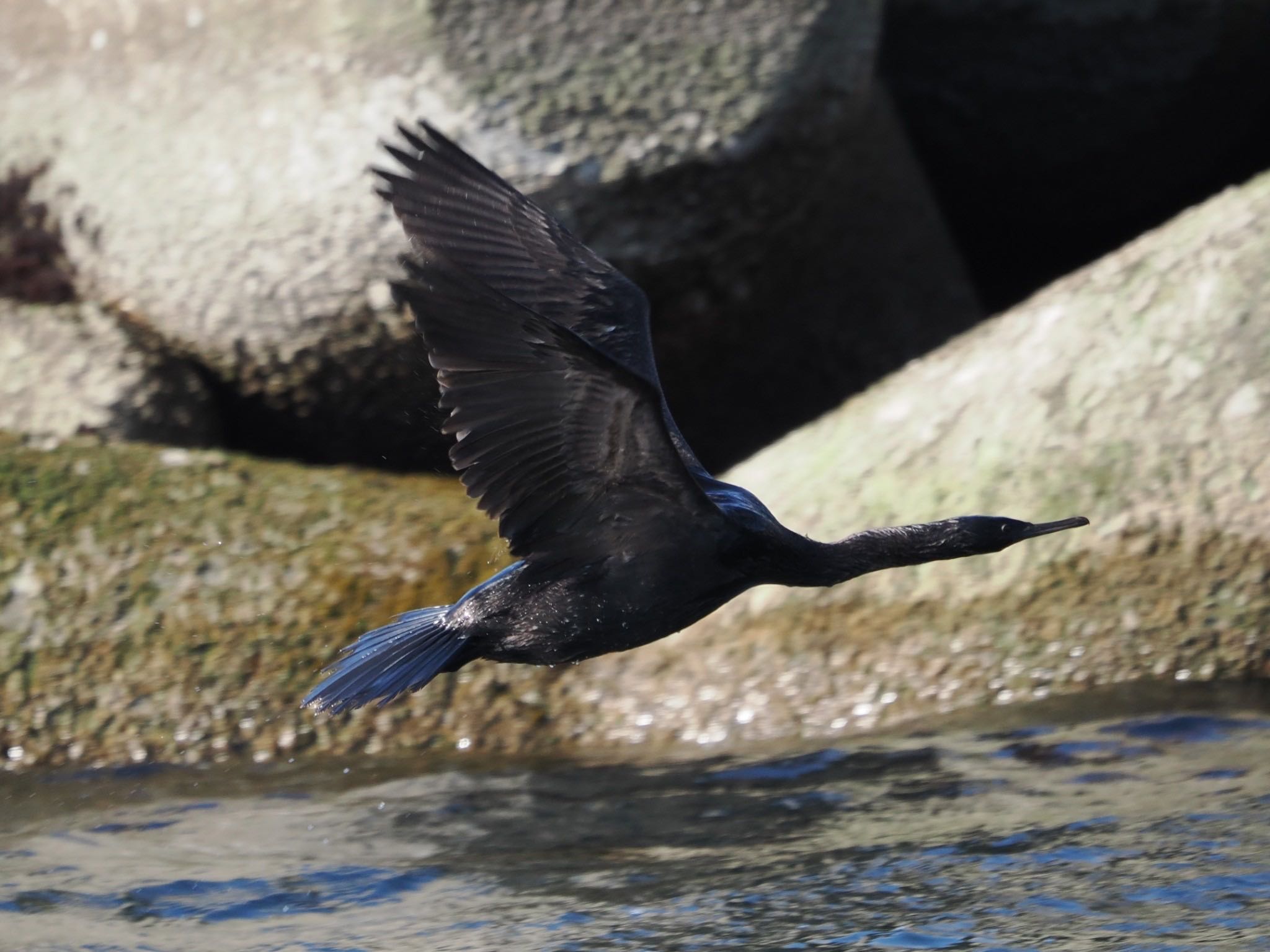 Photo of Pelagic Cormorant at 落石ネイチャークルーズ by ぽぽぽ